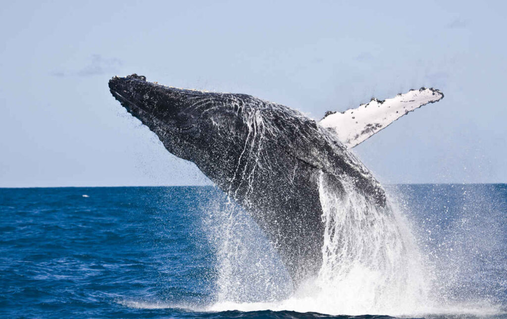 Imensa baleia jubarte saindo da água azulada de Abrolhos Bahia