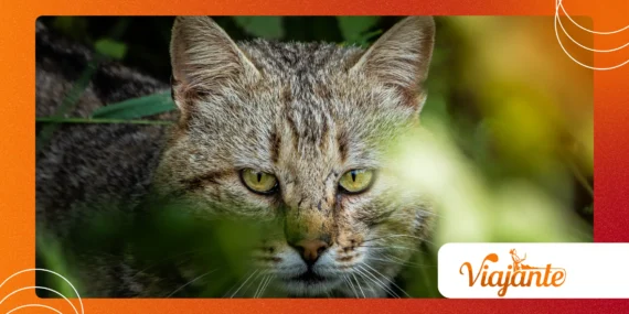Animal Instincts: Innate Behaviors and Learned Actions