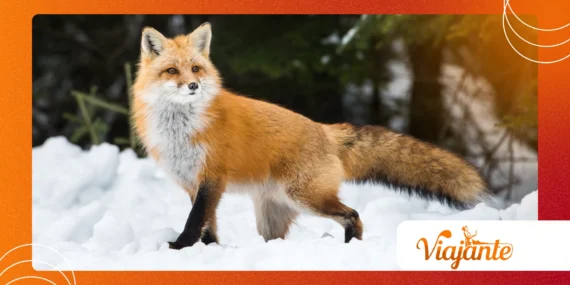 The Secret Life of Animals: Hidden Behaviors