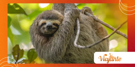 The Sleepiest Creatures: What’s the Purpose of So Much Rest?