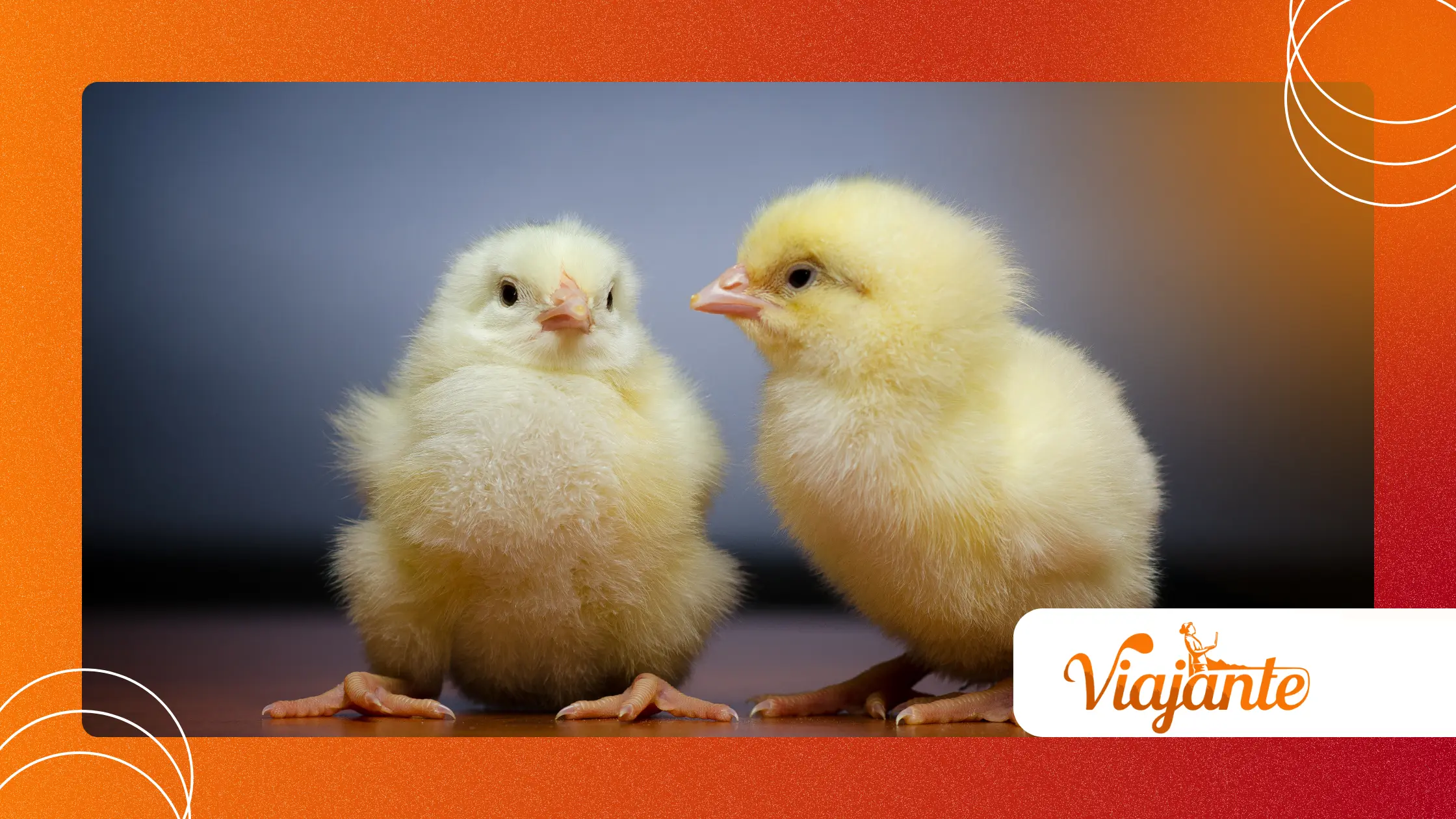 Animal Communication: How Species Talk to Each Other