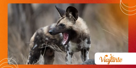 The Werehyena: The Terrifying Shapeshifter of East African Folklore