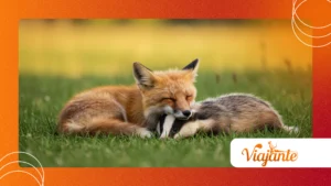 Unusual Animal Friendships That Will Warm Your Heart