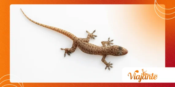 Animals That Defy the Laws of Nature: A Glimpse into Evolution’s Genius