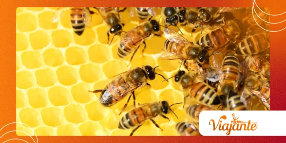 How Bees Helped Shape Modern Agriculture