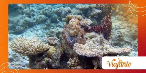 How Do Octopuses Outsmart Their Predators?