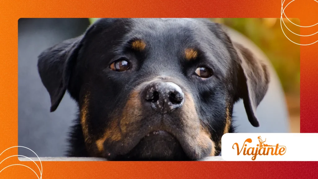 Real-Life Animal Heroes in Natural Disasters