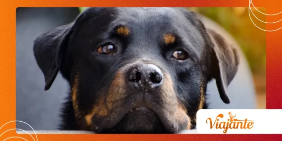 Real-Life Animal Heroes in Natural Disasters