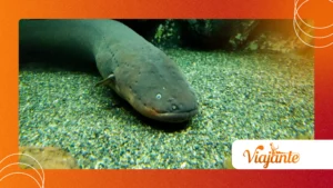Electric Eels: Real-Life Superheroes of the Amazon