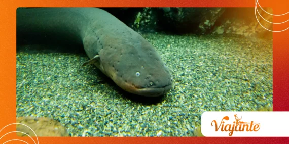 Electric Eels: Real-Life Superheroes of the Amazon