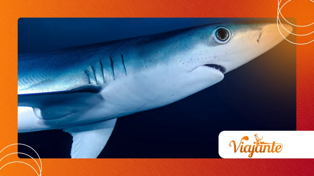 The World’s Tiniest Sharks