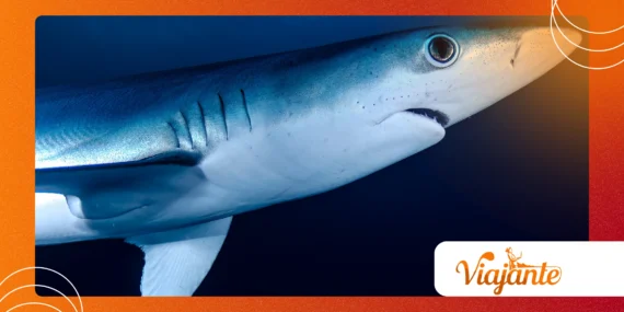 The World’s Tiniest Sharks: Mysteries of the Deep