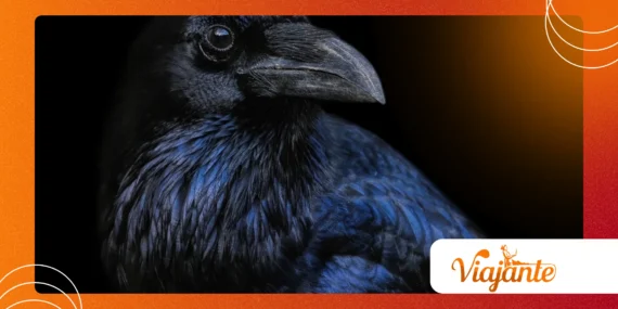 Why Do Ravens Recognize Human Faces?