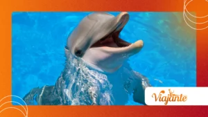 The “Dolphins Grieving Their Dead: Emotional Mammals”