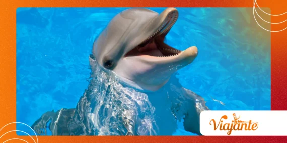 The “Dolphins Grieving Their Dead: Emotional Mammals”