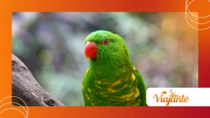 The “Parrots and Royalty: A Curious Historical Bond”