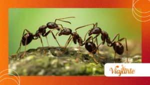Ant Cold-Storage: How Some Colonies Freeze Eggs