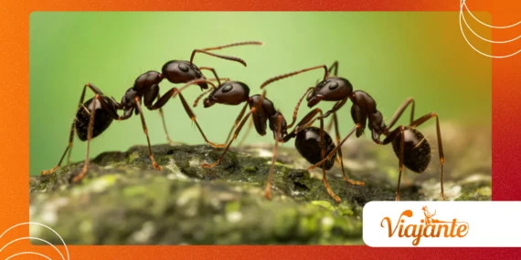 Ant Cold-Storage: How Some Colonies Freeze Eggs