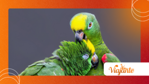 Parrots Planning Ahead? Cognitive Studies and What They Show