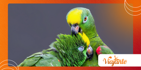 Parrots Planning Ahead? Cognitive Studies and What They Show