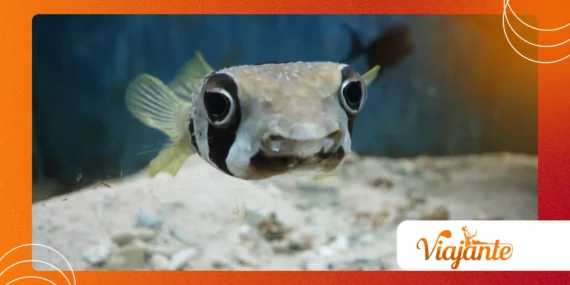 The Toxic Defense of Pufferfish: Survival Strategy