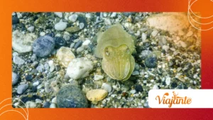 The Incredible Camouflage of the Cuttlefish