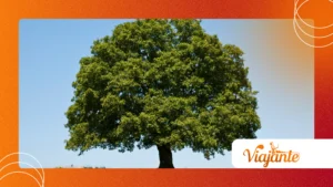 The Oldest Tree: Secrets From Ancient Bristlecones