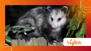 Opossums’ Immunity: Why They Don’t Get Rabies