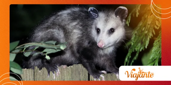 Opossums’ Immunity: Why They Don’t Get Rabies
