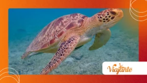 Turtles That Remember Faces: Surprising Animal Memory