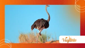 The World’s Largest Birds: From Ostrich to Penguin