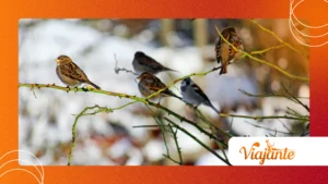 Birds That ‘Sow’ the Forests: Role in Seed Dispersal