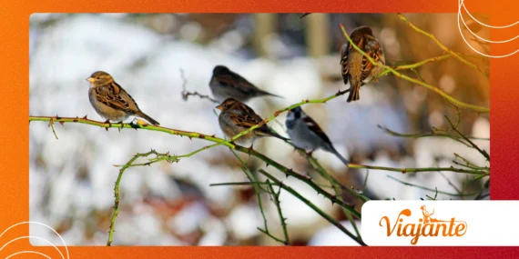 Birds That ‘Sow’ the Forests: Role in Seed Dispersal