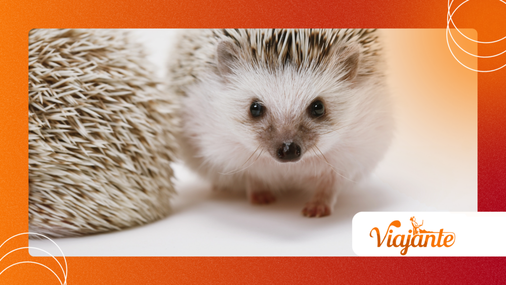 Hedgehogs Rolling Into Spiny Balls