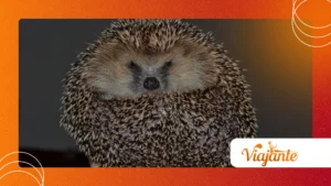 Hedgehogs Rolling Into Spiny Balls: Survival Mechanics