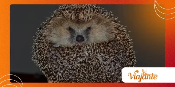 Hedgehogs Rolling Into Spiny Balls: Survival Mechanics