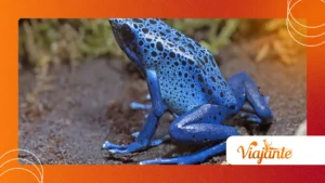 Poison Dart Frogs: Colorful Warnings and Toxin Defense