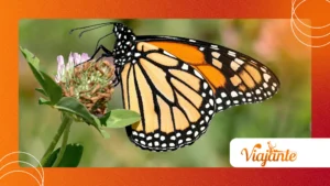 Project Monarch: Mind Control Rumors and Psychology