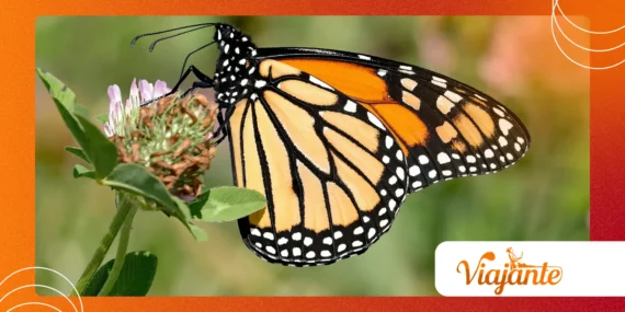 Project Monarch: Mind Control Rumors and Psychology