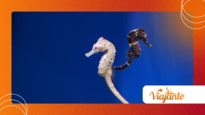 Seahorses: Male Pregnancy and Parental Care