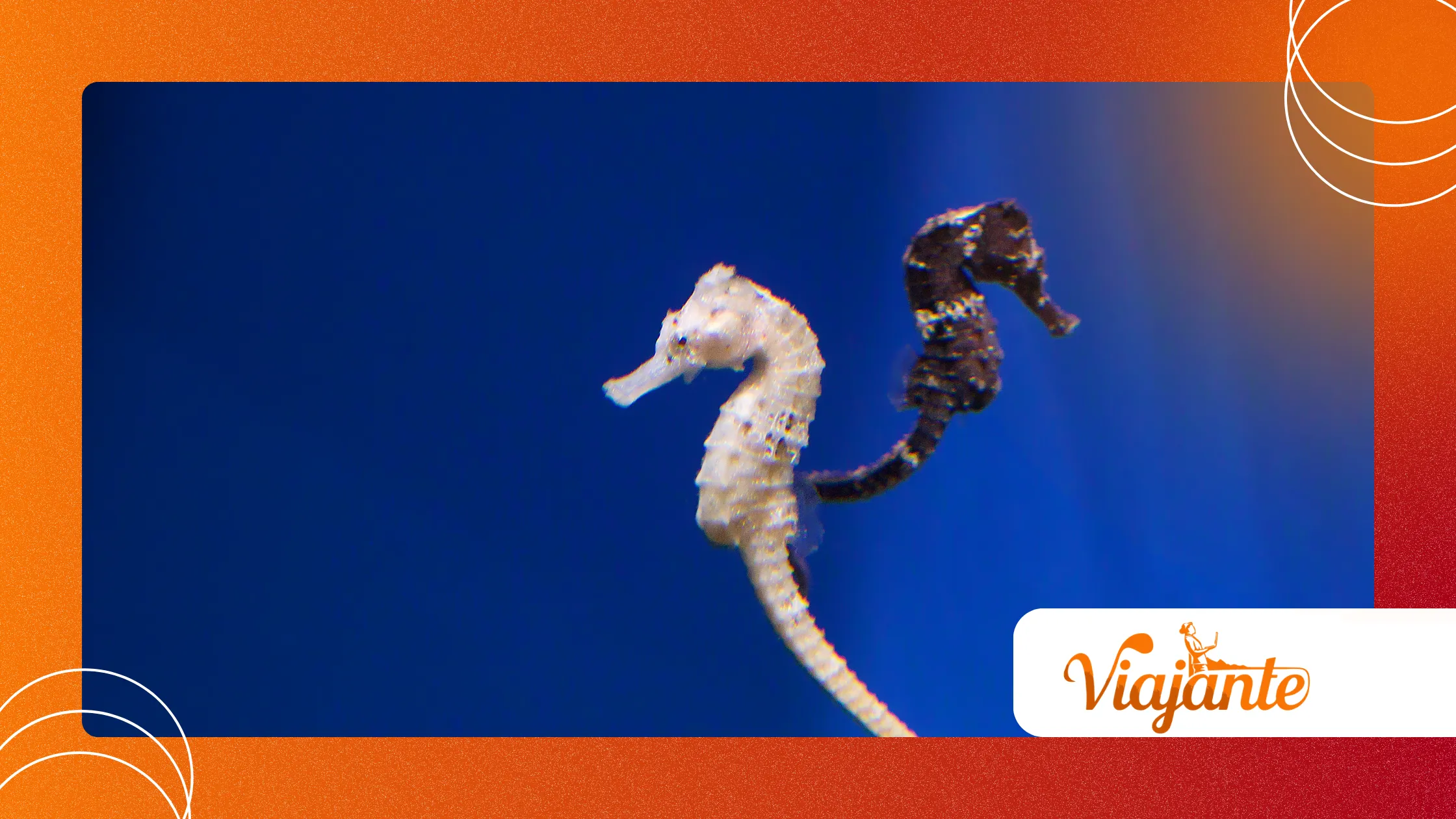 seahorses 