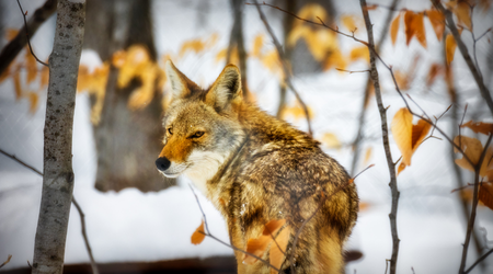 Urban Coyotes Behavior