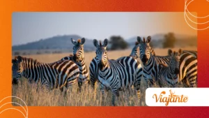 Why Do Zebras Have Stripes? Hypotheses Decoded