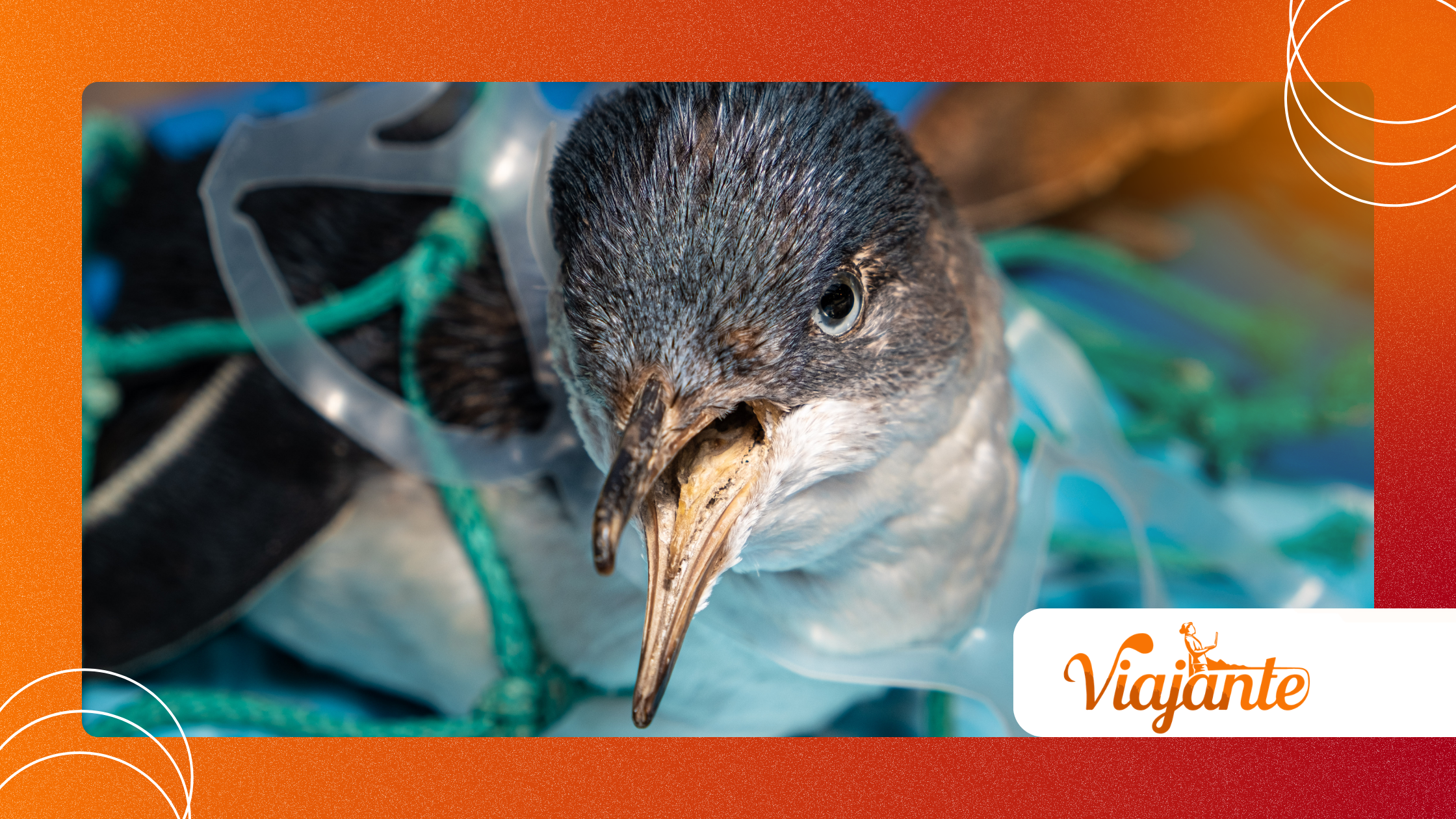 Animal Behavior Algorithms