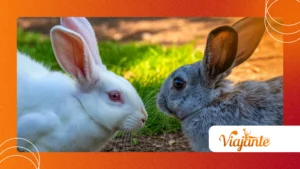 The Hidden Pattern of Animal Behavior Algorithms Explained