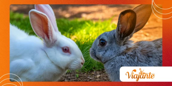 The Hidden Pattern of Animal Behavior Algorithms Explained