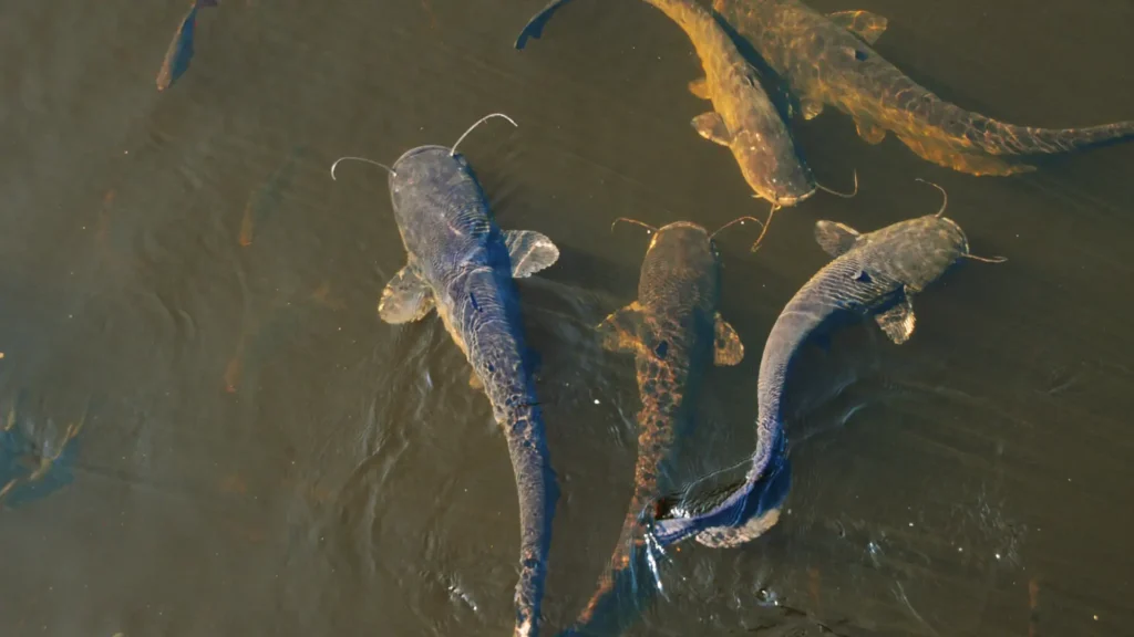 Catfish Climbing Waterfalls