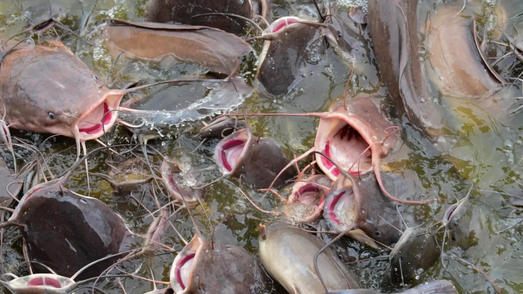 Catfish Climbing Waterfalls