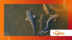 Why Catfish Climbing Waterfalls Shocked Scientists in Brazil