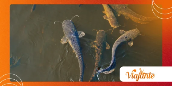 Why Catfish Climbing Waterfalls Shocked Scientists in Brazil